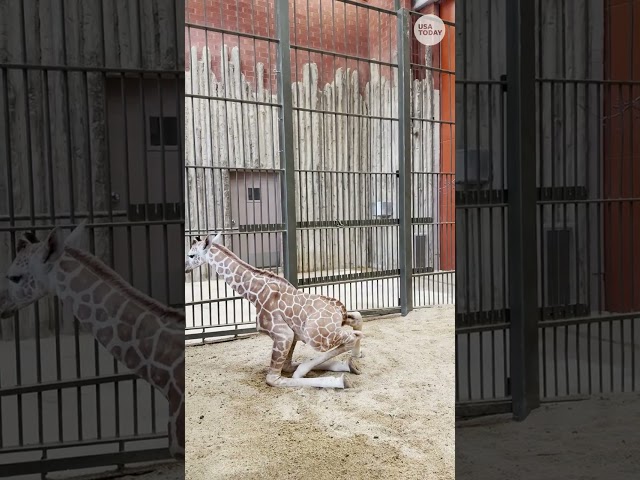 ⁣Denver Zoo welcomes endangered baby giraffe #Shorts